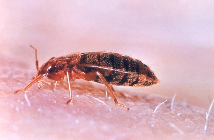 Bedbugs forced hotline emergency insecticide outbreak lawyer